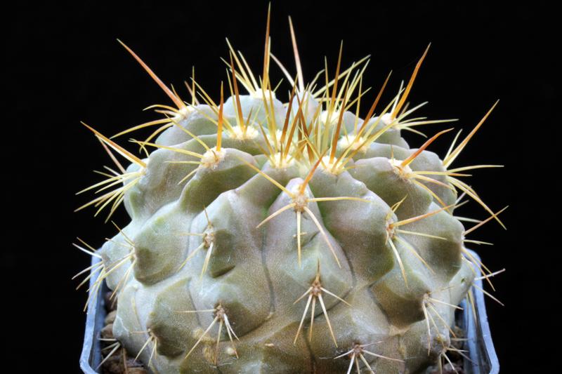 Copiapoa cinerea v. columna-alba 