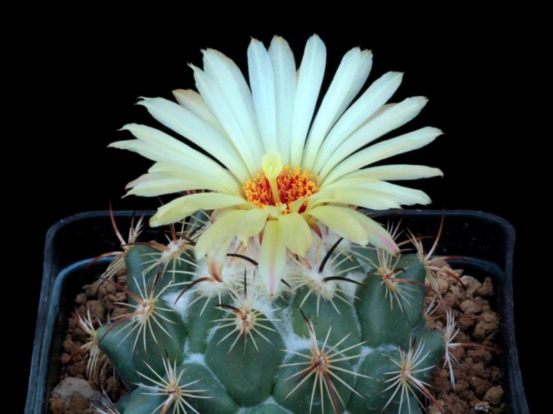 Coryphantha calipensis 