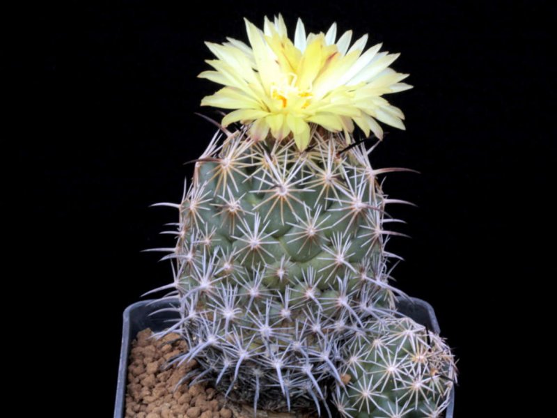 Coryphantha cornifera 