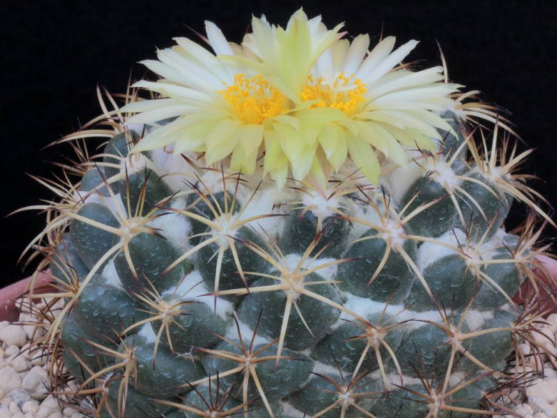 Coryphantha pycnacantha 