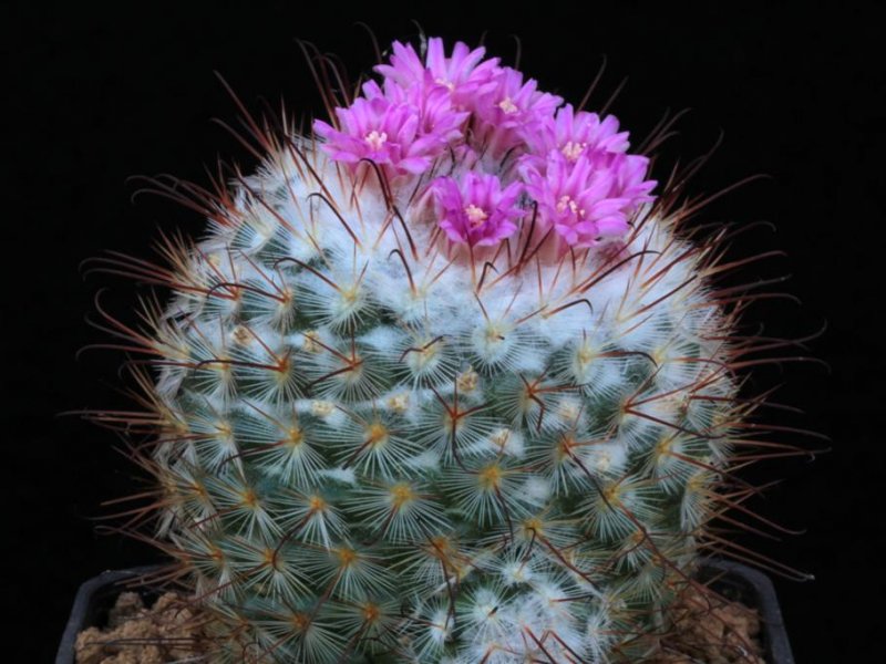 Mammillaria bombycina 