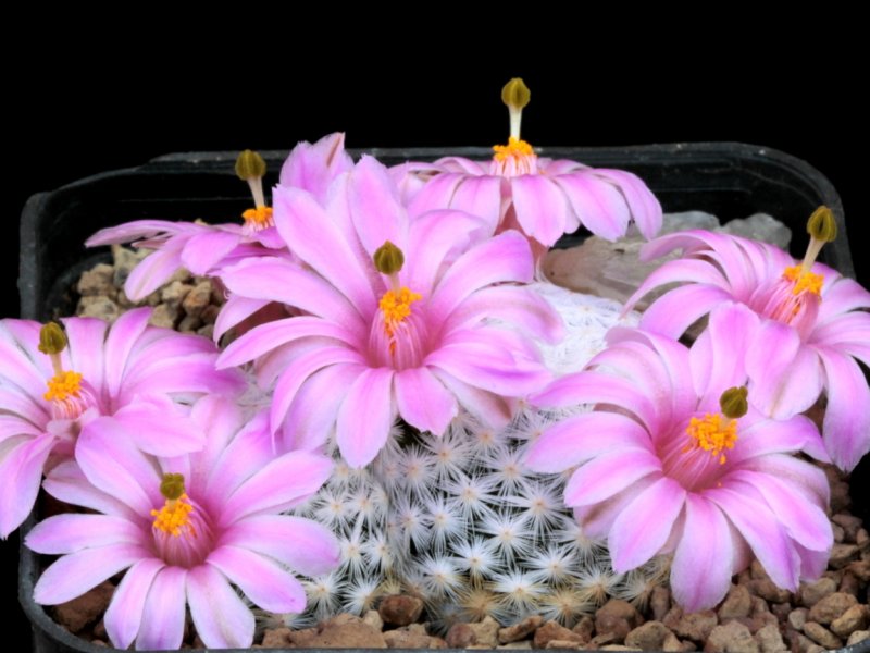 Mammillaria herrerae GCG