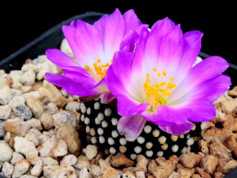 Mammillaria luethyi 