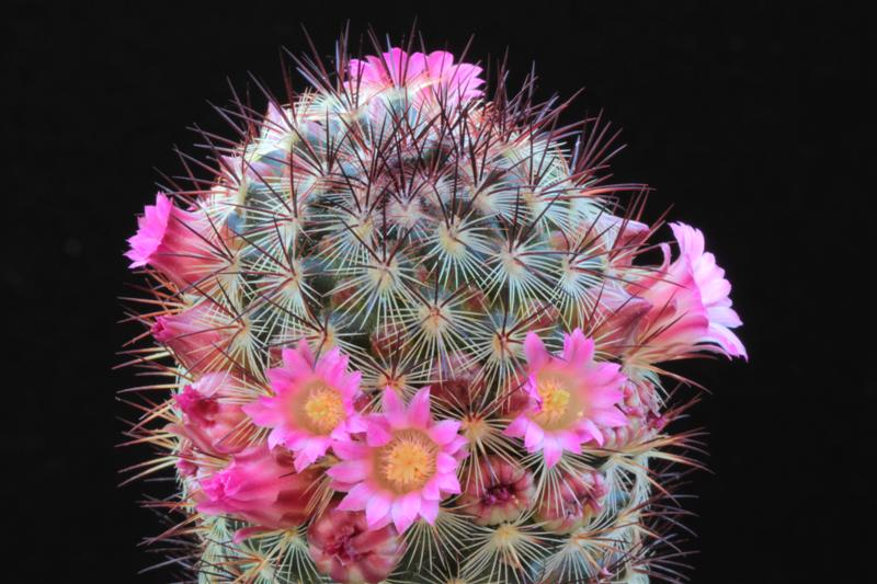 Mammillaria microhelia 