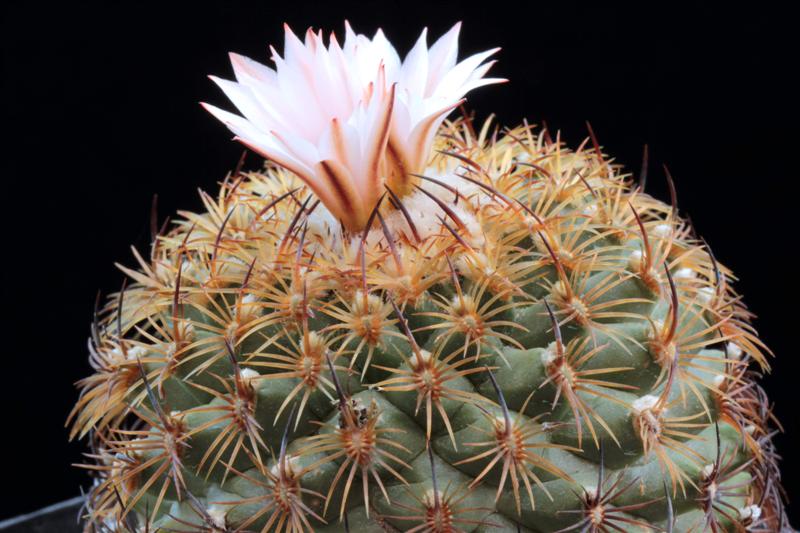 Turbinicarpus ysabelae BZ 33