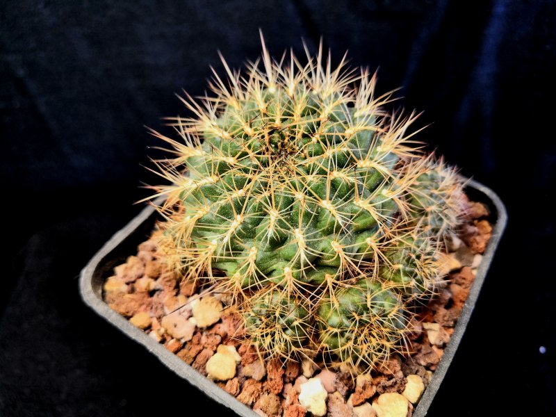 Sulcorebutia tiraquensis WR602