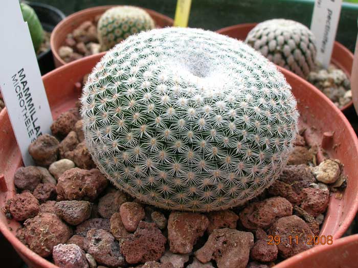 Mammillaria formosa ssp. microthele 