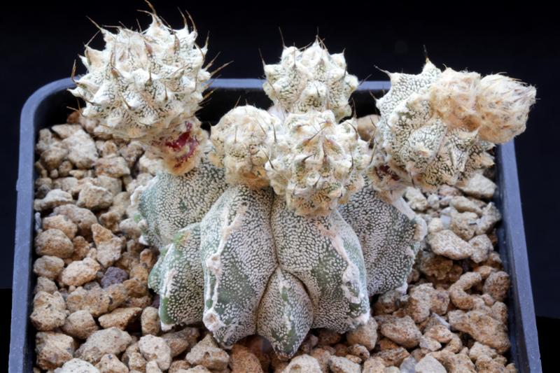 astrophytum myriostigma cv. lotusland panarotto's new form