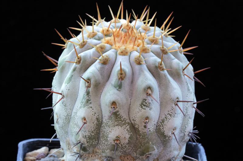 Copiapoa cinerea v. columna-alba 