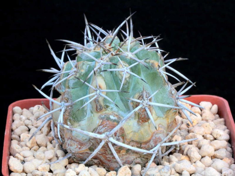 Copiapoa olivana L 816