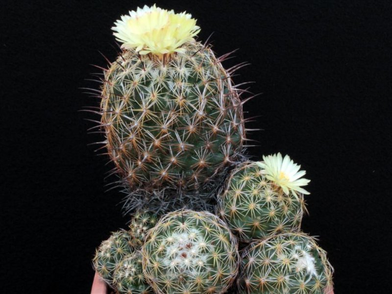 Coryphantha cornifera 