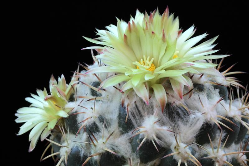 Coryphantha elephantidens 