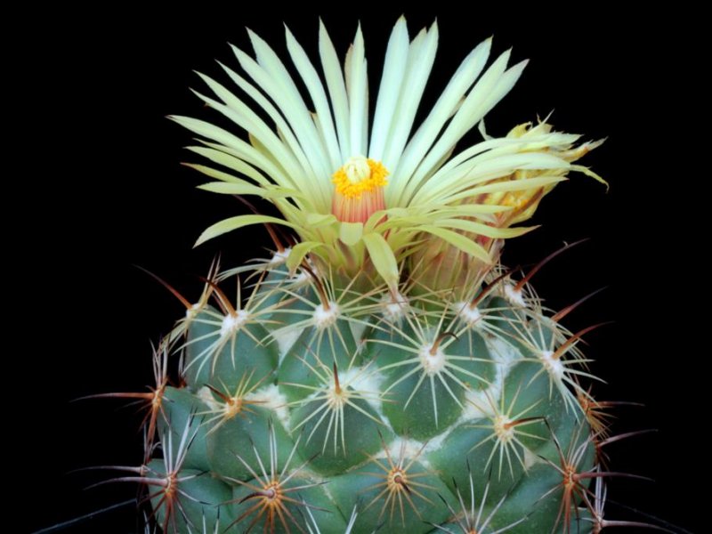 Coryphantha pallida 