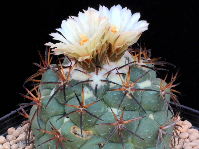 Coryphantha poselgeriana v. valida 