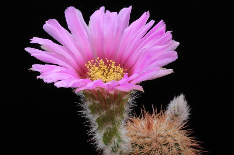 Echinocereus  reichenbachii ssp. baileyi 