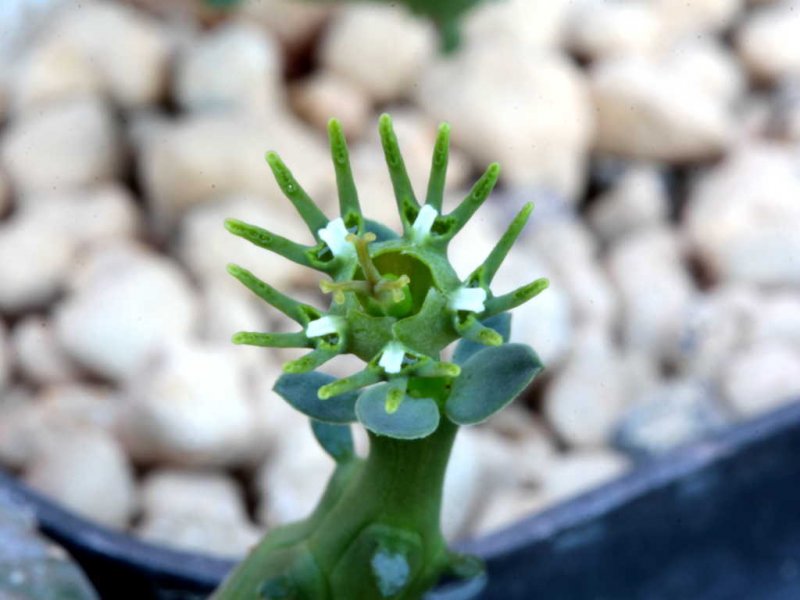 Euphorbia globosa 