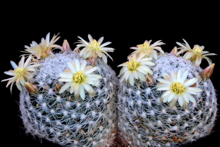 Mammillaria duwei P 301
