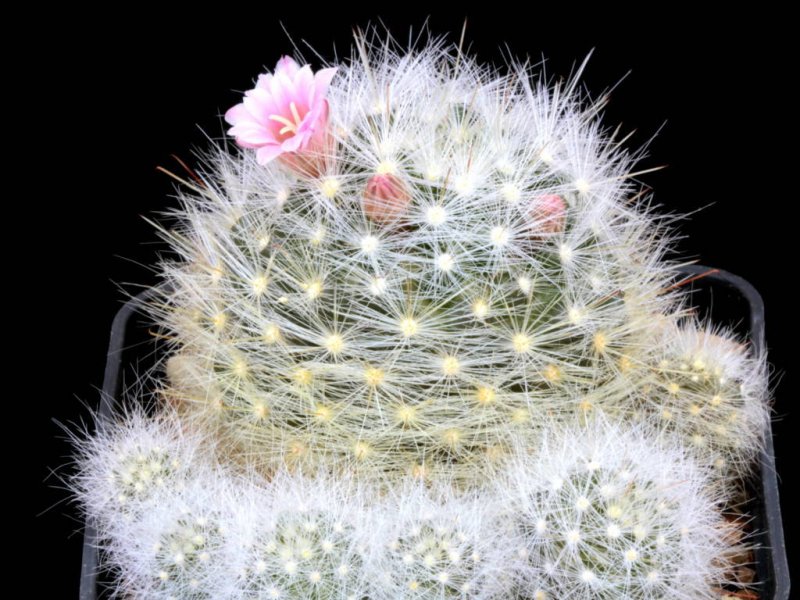 Mammillaria glassii 