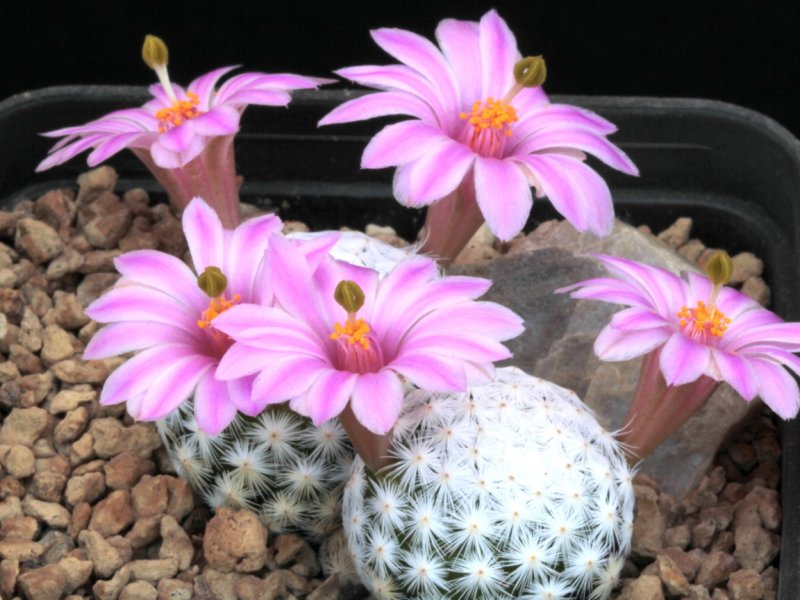 Mammillaria herrerae GCG