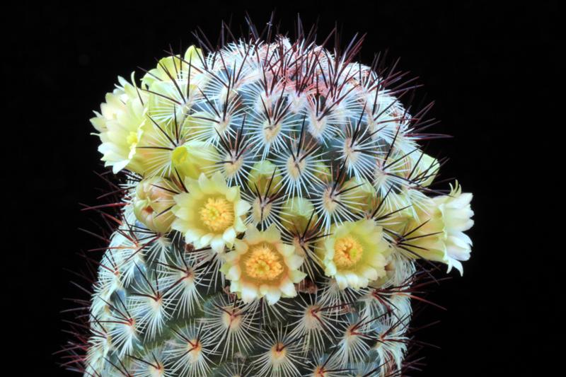 Mammillaria microhelia 