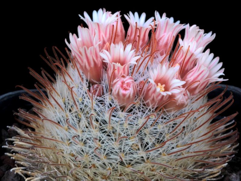 Mammillaria nazasensis 