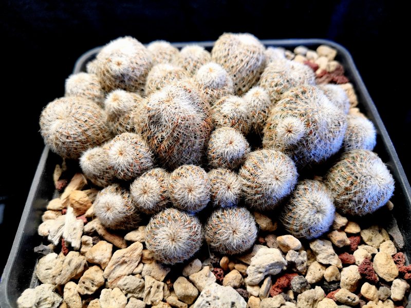 Sulcorebutia mizquensis WR194