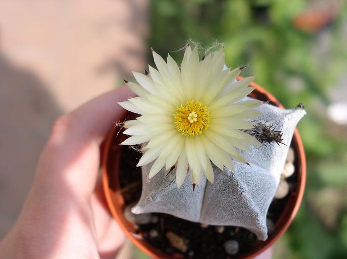 Astrophytum myriostigma 