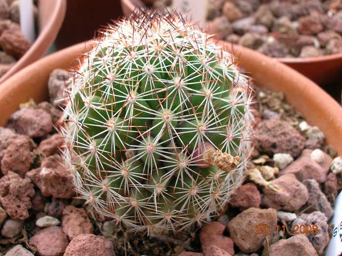 Mammillaria pseudoalamensis 