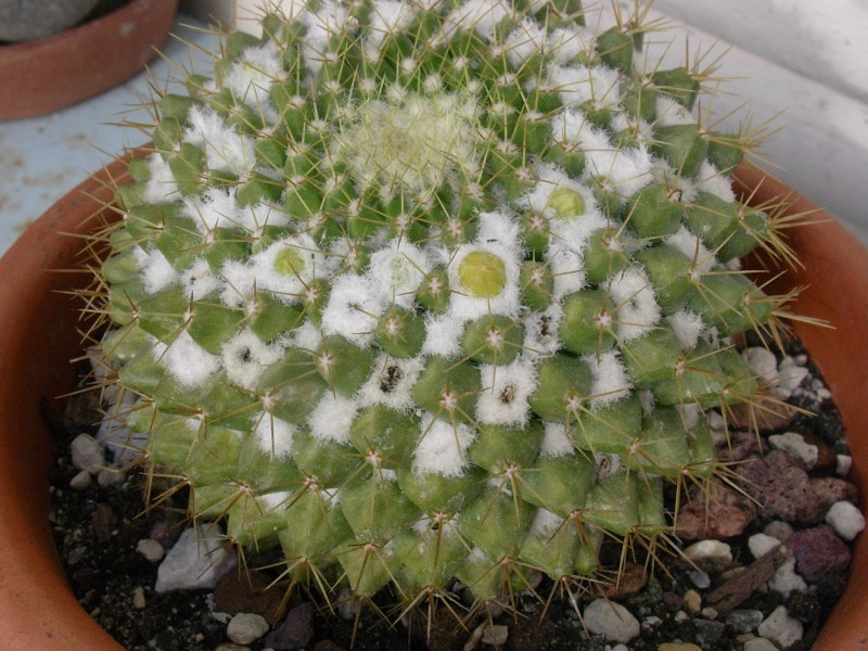 Mammillaria marksiana 