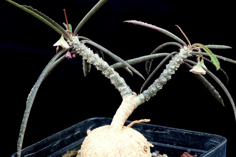 Euphorbia waringiae 
