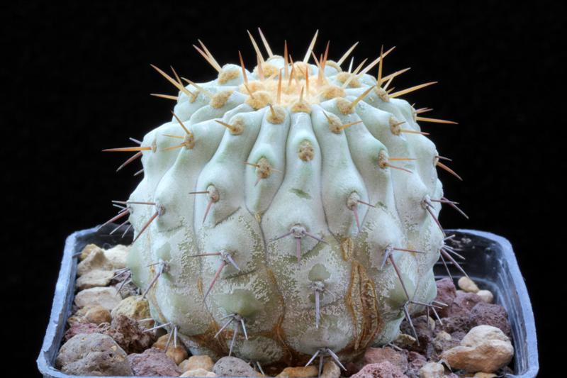 Copiapoa cinerea v. columna-alba 