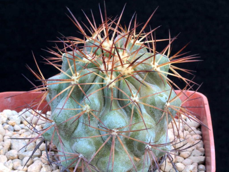 Copiapoa cupreata 