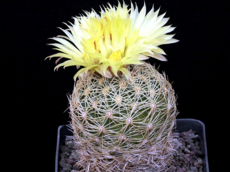Coryphantha cornifera 