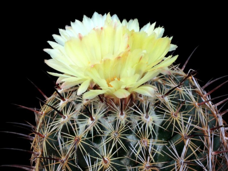 Coryphantha cornifera 