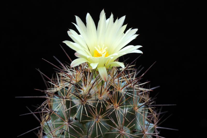 Coryphantha delaetiana SB 711