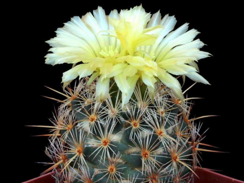 Coryphantha glanduligera 