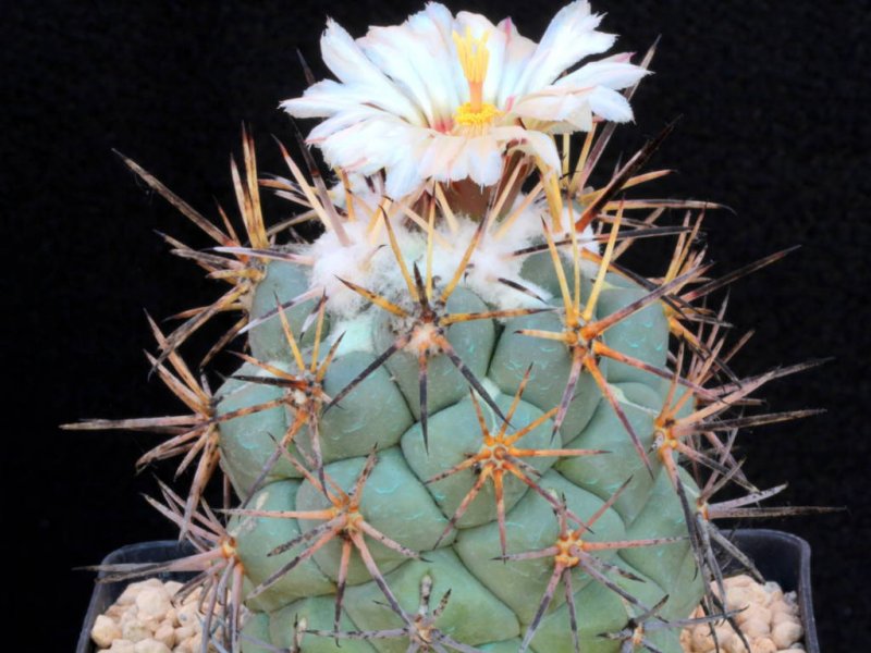 Coryphantha poselgeriana v. valida VM 561