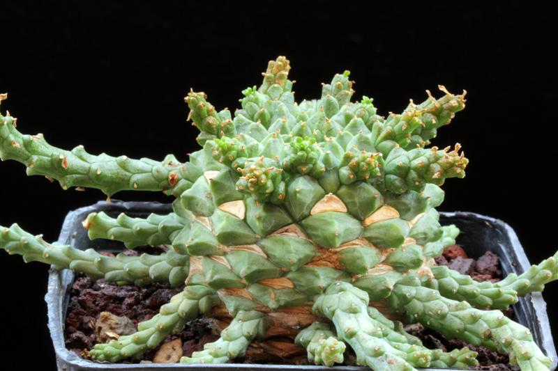 Euphorbia brevirama 