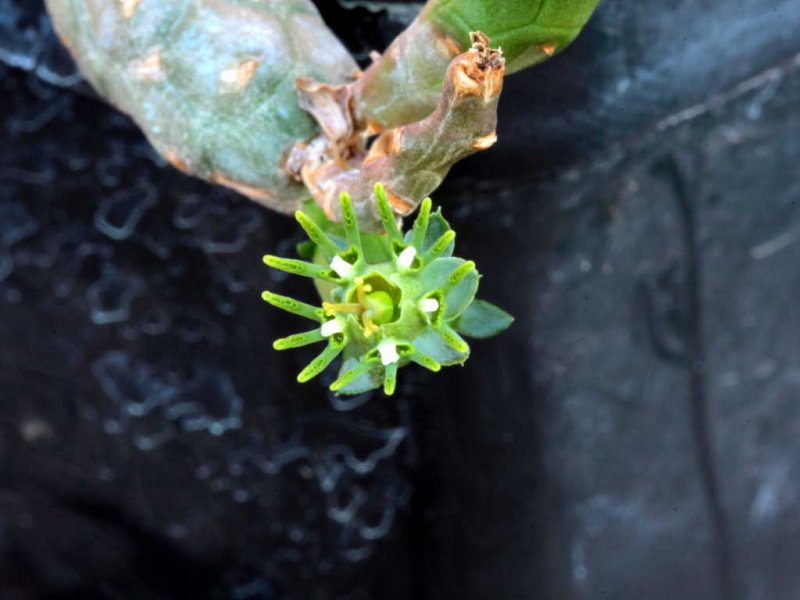 Euphorbia globosa 