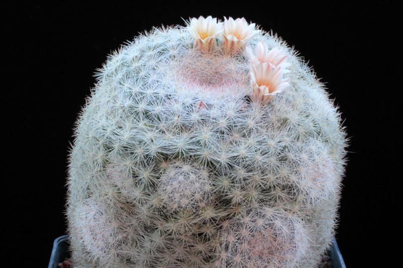 Mammillaria candida 