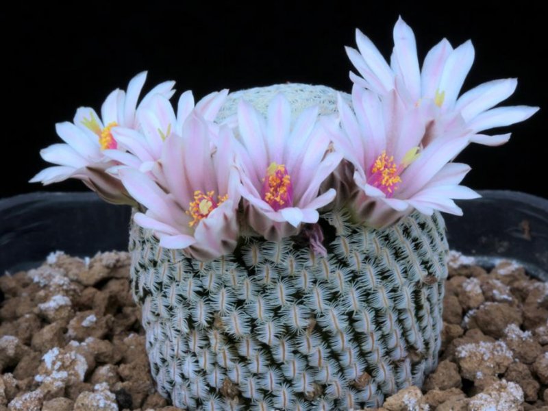 Mammillaria pectinifera 