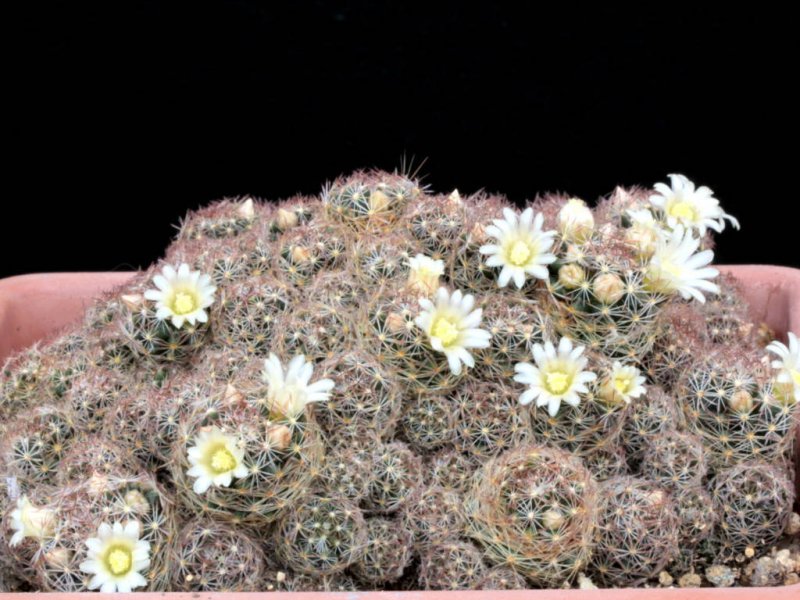 Mammillaria picta 