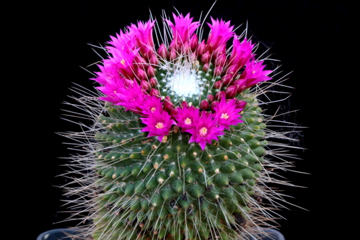 Mammillaria cv. un pico 