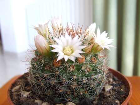 Mammillaria zeilmanniana v. albiflora 