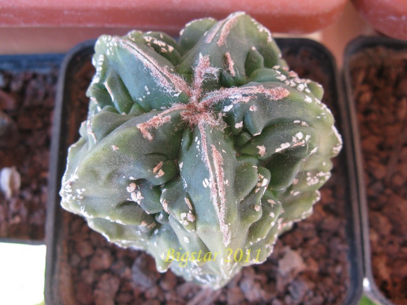 Astrophytum myriostigma cv. fukuryu hakuun haku-jo red 