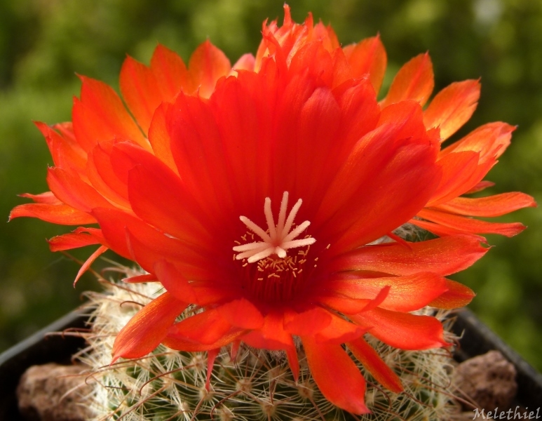 Parodia sanguiniflora 