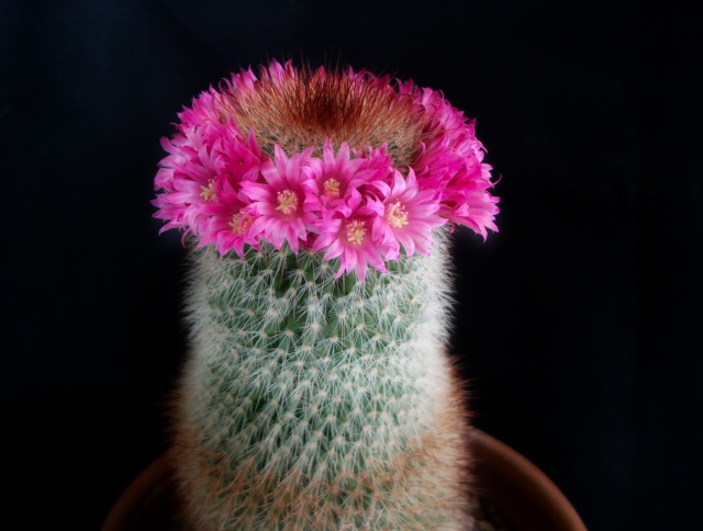 mammillaria spinosissima 