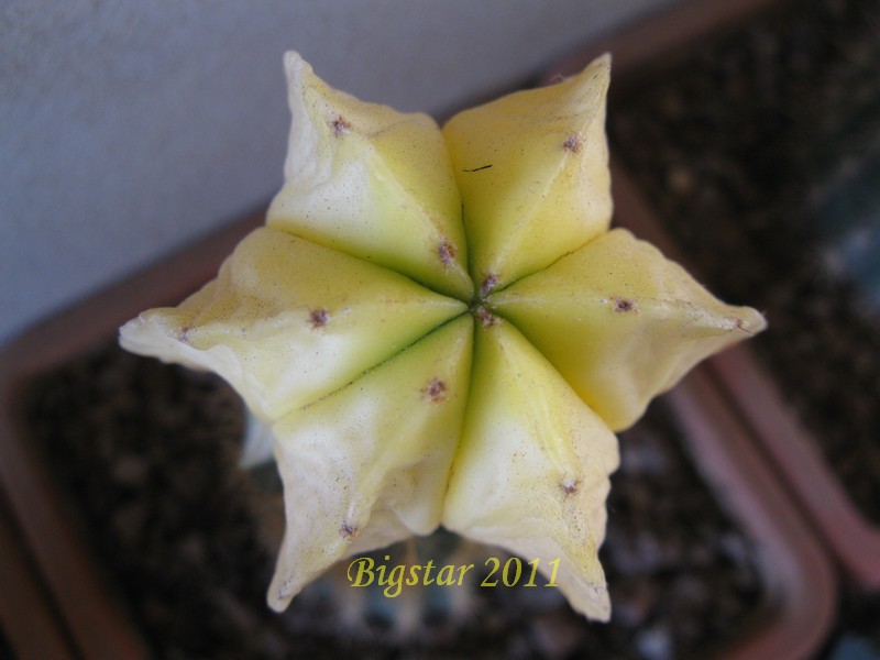 astrophytum myriostigma cv. multicostatum ko-jou