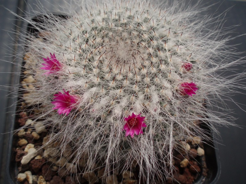 Mammillaria hahniana 