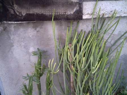 Euphorbia loricata e tirucola 